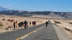 La Policía de Neuquén secuestró 15 caballos sueltos para prevenir accidentes viales en la Ruta 23