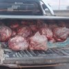 Imagen de Secuestraron una camioneta cargada con 850 kilos de carne de guanaco en Las Grutas