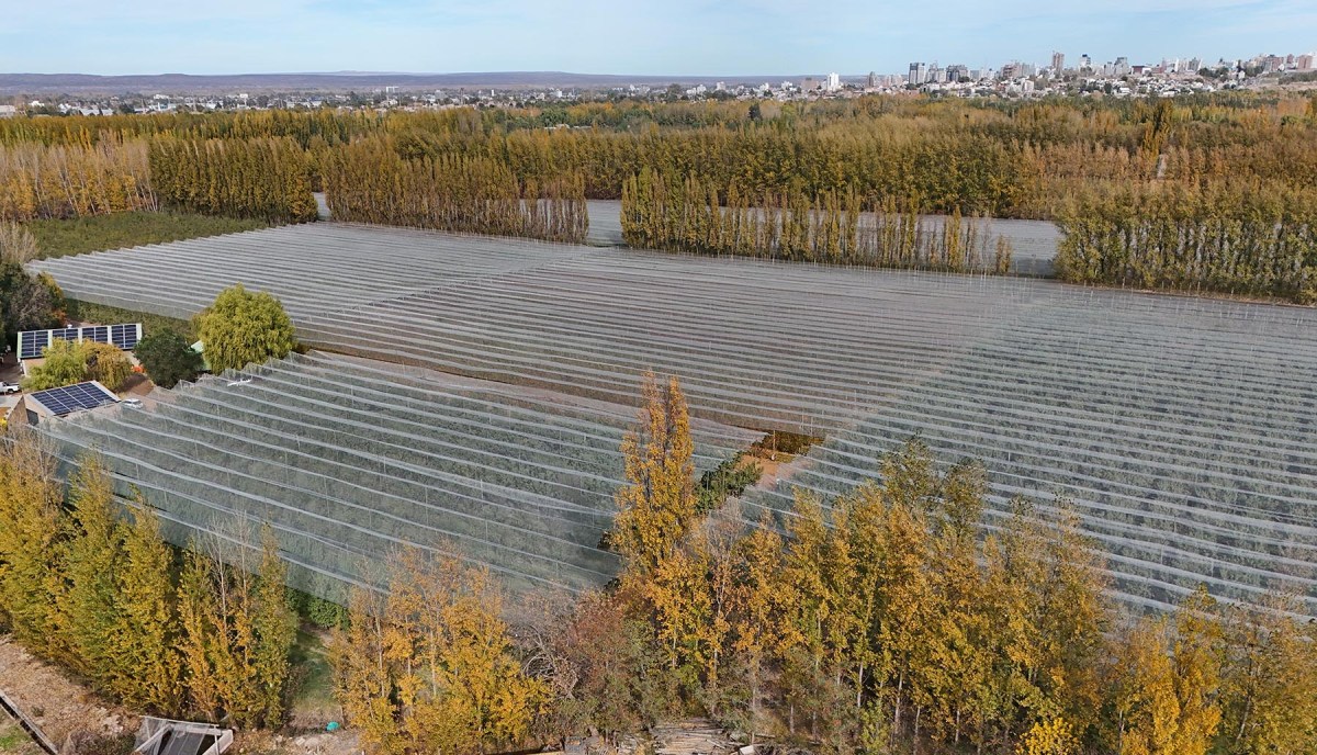 Las mallas antigranizo cubren casi la totalidad de los almendros de la empresa. Así quedan protegidos antes las tormentas, cada vez más frecuentes en el Alto Valle, y de las cotorras argentinas.
