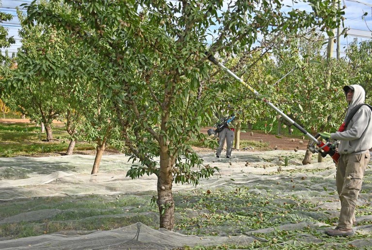 De una chacra patag&oacute;nica a una marca de almendras con identidad