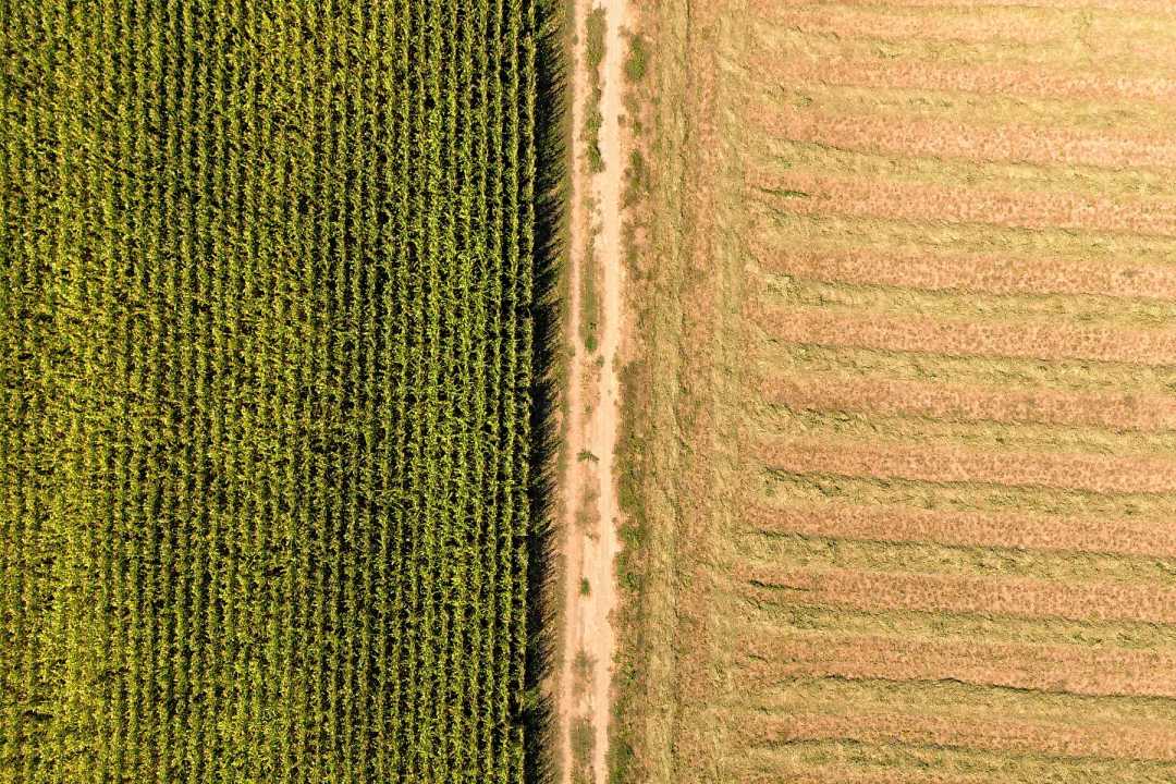 Campo de maíz en Río Negro, donde el potencial de rinde es grande y la demanda prácticamente asegurada.
