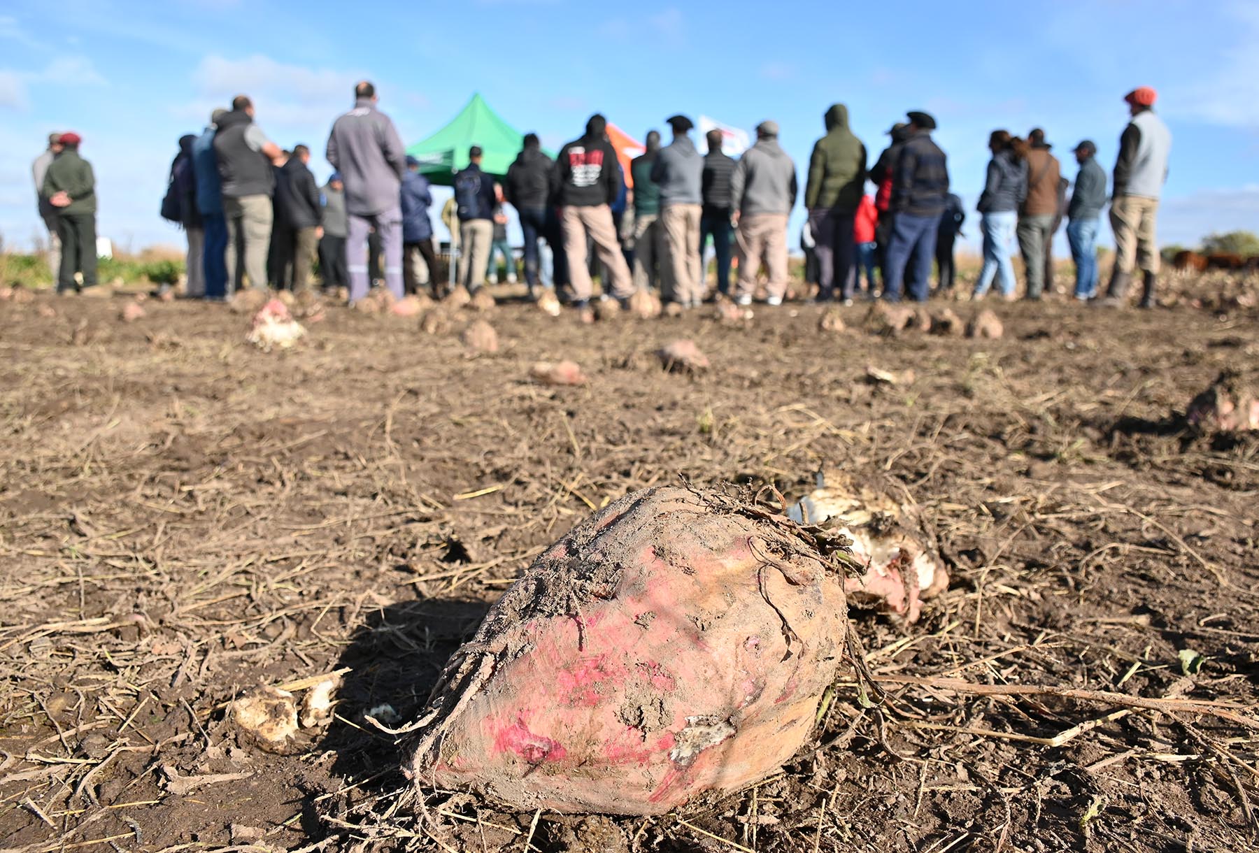 En primer plano, la protagonista: la remolacha forrajera. De fondo, los productores y técnicos que concurrieron el 12 de mayo a una jornada en Pomona, localidad de Río Negro, donde se capacitó sobre varios aspectos de este cultivo que revoluciona la ganadería de la Patagonia.