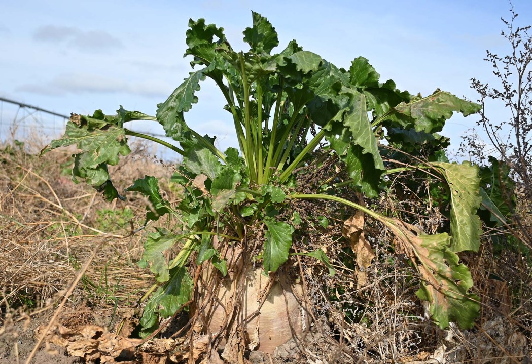 La remolacha forrajera tiene un gran aporte nutricional: mucha energía en la raíz y mucha proteína en la hoja.