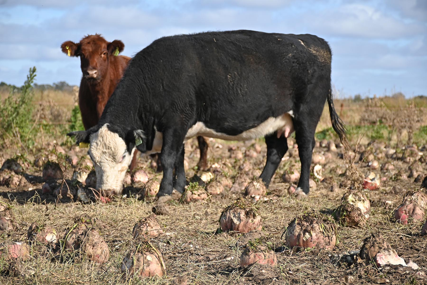 Aunque implantarla requiera una inversión inicial de alrededor de US$2.000 por hectárea), la remolacha forrajera termina siendo un cultivo barato porque la enorme productividad diluye el gasto total.
