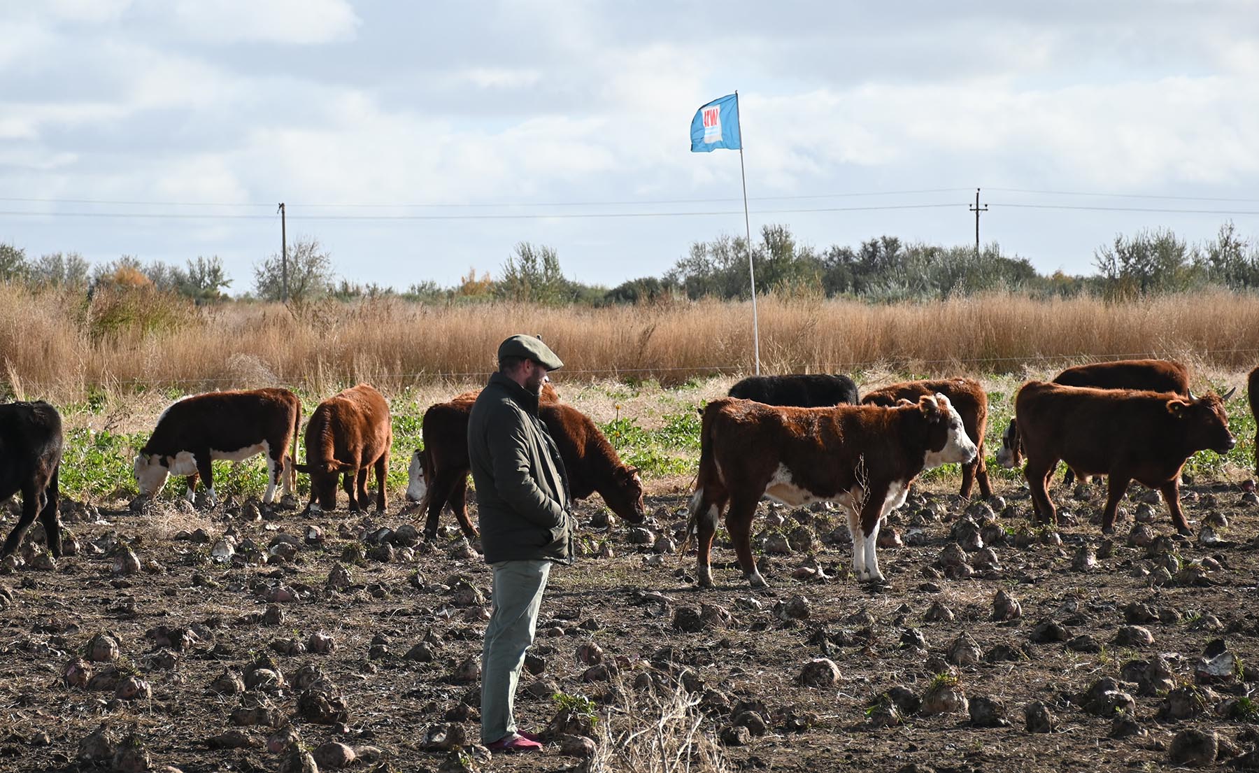 La remolacha forrajera es un cultivo eficaz, porque convierte directamente energía agrícola en carne con muy pocos pasos intermedios. 