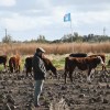 Imagen de 3.900 kilos de carne por hectárea a campo: el súper cultivo forrajero que gana terreno en la ganadería de la Patagonia