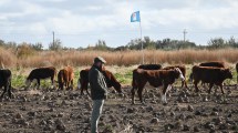 Imagen de 3.900 kilos de carne por hectárea a campo: el súper cultivo forrajero que gana terreno en la ganadería de la Patagonia