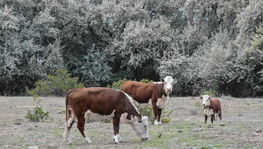 A partir del tercer mes, el ternero comienza a comer pasto, y es fundamental que este sea de calidad. Foto: archivo Andrés Maripe.