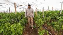 Imagen de Aniversario de San Patricio del Chañar: la obra que permitirá convertir frutas y hortalizas en productos con sello local