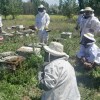 Imagen de La importancia de la apicultura para el sector agropecuario y para los emprendedores apícolas de Patagonia Norte