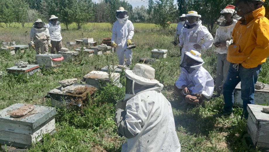 El rol de las abejas es reconocido por su importancia a nivel mundial en los ecosistemas productivos.
