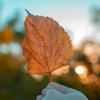 Imagen de No las tires: cómo aprovechar las hojas secas de otoño para mejorar tus plantas y cuidar el jardín