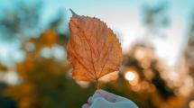 Imagen de No las tires: cómo aprovechar las hojas secas de otoño para mejorar tus plantas y cuidar el jardín