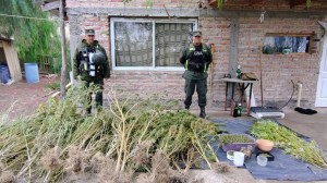 Golpe al narcotráfico en el Alto Valle: Gendarmería incautó más de 24 kilos de marihuana