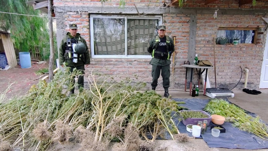 Golpe al narcotráfico en el Alto Valle: Gendarmería incautó más de 24 kilos de marihuana