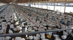 Cierre de una planta de Granja Tres Arroyos, la mayor avícola de Argentina: la empresa lo vinculó a «conflictos gremiales»