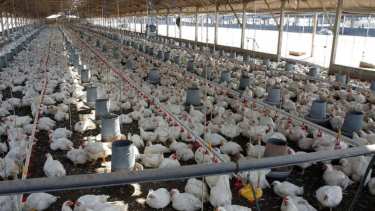 Cierre de una planta de Granja Tres Arroyos, la mayor avícola de Argentina: la empresa lo vinculó a «conflictos gremiales»