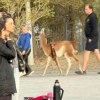 Imagen de Paseaba un guanaco por Rada Tilly y fue denunciado por maltrato animal: "No son mascotas", aclaró un especialista