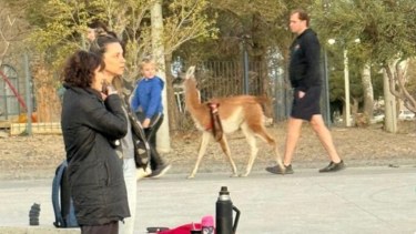 Video | Paseaba un guanaco por Rada Tilly y fue denunciado por maltrato animal: «No son mascotas», aclaró un especialista