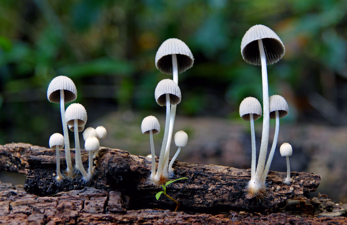 Imagen de Un medicamento natural sería eficaz para tratar la adicción a la cocaína
