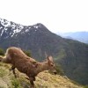 Imagen de El Parque Lanín cumple 89 años: del huemul a los milenarios pehuenes, así se cuidan las 412.000 hectáreas 
