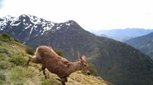 Imagen de El Parque Lanín cumple 89 años: del huemul a los milenarios pehuenes, así se cuidan las 412.000 hectáreas 