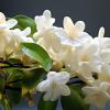 Imagen de Flores nocturnas: las especies que se abren de noche y son tendencia en jardines
