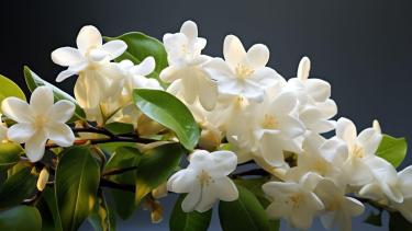 Flores nocturnas: las especies que se abren de noche y son tendencia en jardines
