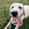 Imagen de La “sonrisa” de los perros no siempre significa felicidad: qué revela un estudio sobre sus emociones