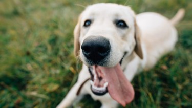 La “sonrisa” de los perros no siempre significa felicidad: qué revela un estudio sobre sus emociones