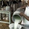 Imagen de Mala leche: La industria láctea argentina, en un precario equilibrio