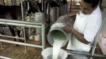 Imagen de Mala leche: La industria láctea argentina, en un precario equilibrio