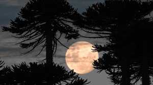 «La más alta del año»: a qué hora se verá la luna de Fresa y por qué tendrá un brillo único en la Patagonia