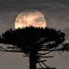Imagen de La Luna de Flores atrapada entre araucarias y la pasión por la fotografía: una noche única en la Patagonia