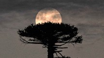 Imagen de La Luna de Flores atrapada entre araucarias y la pasión por la fotografía: una noche única en la Patagonia