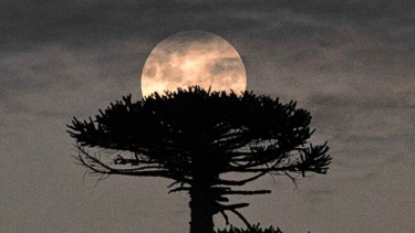 La Luna de Flores atrapada entre araucarias y la pasión por la fotografía: una noche única en la Patagonia