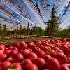 Imagen de Llega la solución esperada para la producción frutícola del Alto Valle: "Nos equipara con el resto del mundo"