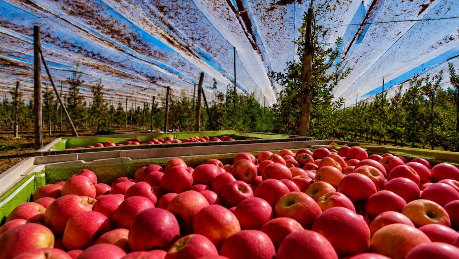 Llega al Alto Valle un producto que impactará positivamente en la calidad y color de las peras y manzanas, y en la productividad de las plantaciones. Foto: gentileza Kleppe S.A.