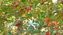 Imagen de Tierras Productivas: el sector frutícola de Neuquén apoyó el proyecto de Rolando Figueroa