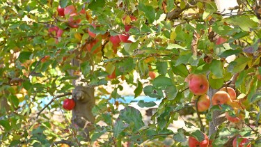 Tierras Productivas: el sector frutícola de Neuquén apoyó el proyecto de Rolando Figueroa