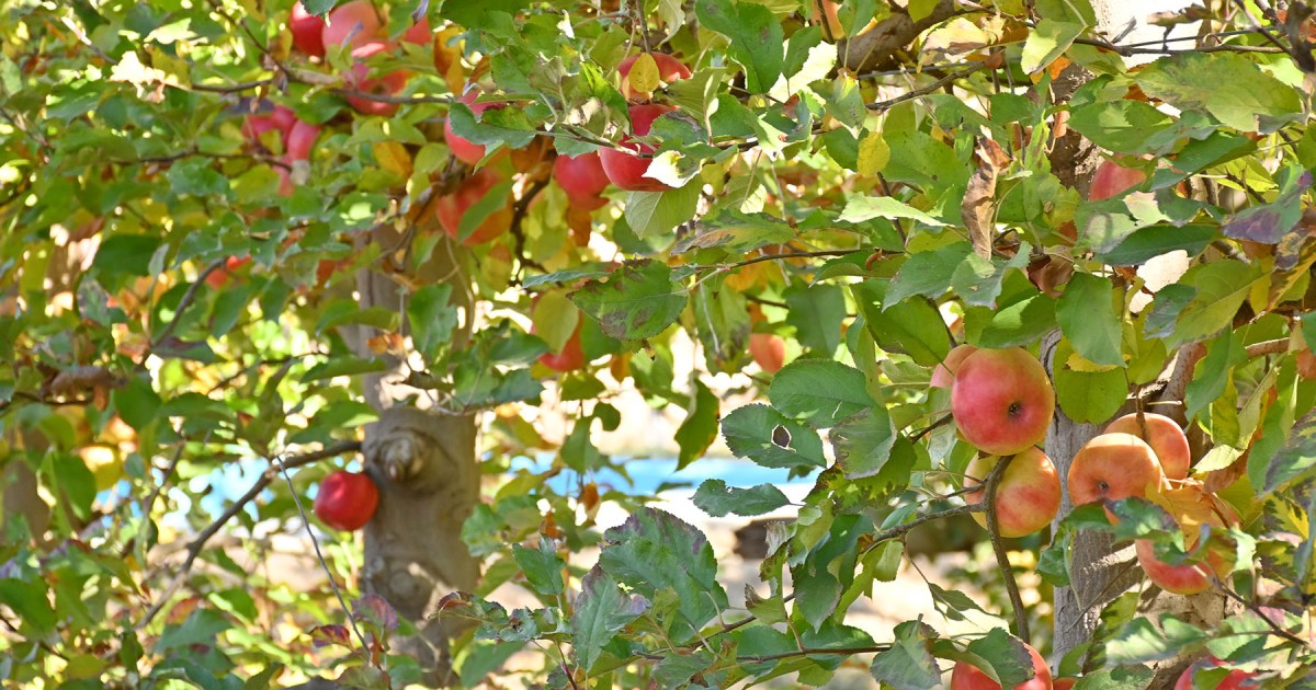 El sector frutal de Neuquén respalda proyecto para proteger tierras productivas