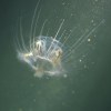 Imagen de Río Negro impulsa un proyecto para controlar una medusa invasora detectada en lagos de la Patagonia