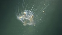 Imagen de Río Negro impulsa un proyecto para controlar una medusa invasora detectada en lagos de la Patagonia