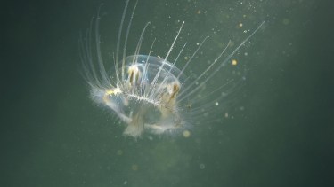 Río Negro impulsa un proyecto para controlar una medusa invasora detectada en lagos de la Patagonia