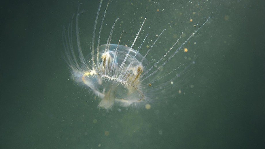 Una medusa originaria de China avanza en lagos patagónicos. Foto: gentileza.
