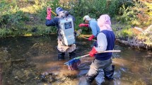 Imagen de El visón y la medusa asiática amenazan siete lagunas de Neuquén: reactivan un monitoreo colaborativo, tras 15 años