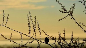 Tarde al sol y noche fría: así estará el tiempo en Neuquén y Río Negro este martes 16 de junio