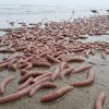 Imagen de Qué es el Urechis unicinctus, el extraño animal marino que apareció en las costas de Chubut