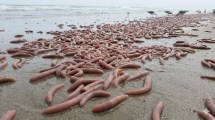 Imagen de Qué es el Urechis unicinctus, el extraño animal marino que apareció en las costas de Chubut