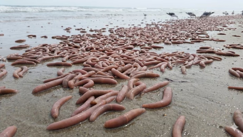 Urechis unicinctus, el extraño animal marino que apareció en las costas de Chubut.